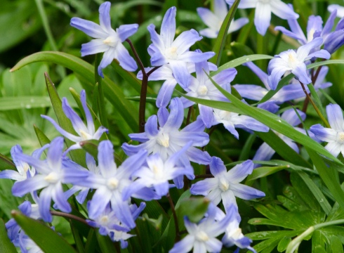 Blue flowers.jpg