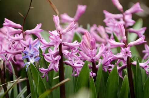 Hyacinths.jpg